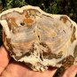 211g COLORFUL RAINBOW FANTASTIC Madagascar Petrified Wood Round Slab Bark #MHS10
