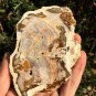 211g COLORFUL RAINBOW FANTASTIC Madagascar Petrified Wood Round Slab Bark #MHS10