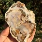 211g COLORFUL RAINBOW FANTASTIC Madagascar Petrified Wood Round Slab Bark #MHS10