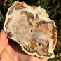 211g COLORFUL RAINBOW FANTASTIC Madagascar Petrified Wood Round Slab Bark #MHS10