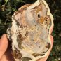 211g COLORFUL RAINBOW FANTASTIC Madagascar Petrified Wood Round Slab Bark #MHS10