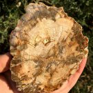 212g COLORFUL RAINBOW FANTASTIC Madagascar Petrified Wood Round Slab Bark #MHS12