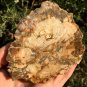 212g COLORFUL RAINBOW FANTASTIC Madagascar Petrified Wood Round Slab Bark #MHS12