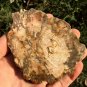 212g COLORFUL RAINBOW FANTASTIC Madagascar Petrified Wood Round Slab Bark #MHS12