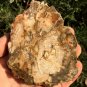 212g COLORFUL RAINBOW FANTASTIC Madagascar Petrified Wood Round Slab Bark #MHS12