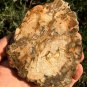212g COLORFUL RAINBOW FANTASTIC Madagascar Petrified Wood Round Slab Bark #MHS12