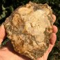 212g COLORFUL RAINBOW FANTASTIC Madagascar Petrified Wood Round Slab Bark #MHS12