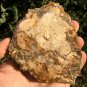 212g COLORFUL RAINBOW FANTASTIC Madagascar Petrified Wood Round Slab Bark #MHS12