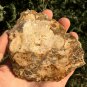 212g COLORFUL RAINBOW FANTASTIC Madagascar Petrified Wood Round Slab Bark #MHS12