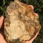 212g COLORFUL RAINBOW FANTASTIC Madagascar Petrified Wood Round Slab Bark #MHS12
