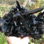 2758g Natural smoky black quartz cluster crystal specimen healing #JQ69