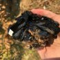560g Natural beautiful smoky black quartz cluster crystal specimen healing JQ39