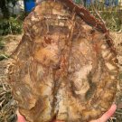 1705g COLORFUL RAINBOW FANTASTIC Madagascar Petrified Wood Round Slab Bark #DMH5