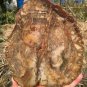 1705g COLORFUL RAINBOW FANTASTIC Madagascar Petrified Wood Round Slab Bark #DMH5