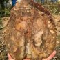 1705g COLORFUL RAINBOW FANTASTIC Madagascar Petrified Wood Round Slab Bark #DMH5