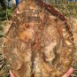 1705g COLORFUL RAINBOW FANTASTIC Madagascar Petrified Wood Round Slab Bark #DMH5