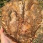 1705g COLORFUL RAINBOW FANTASTIC Madagascar Petrified Wood Round Slab Bark #DMH5