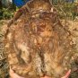 1705g COLORFUL RAINBOW FANTASTIC Madagascar Petrified Wood Round Slab Bark #DMH5
