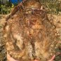 1705g COLORFUL RAINBOW FANTASTIC Madagascar Petrified Wood Round Slab Bark #DMH5