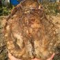 1705g COLORFUL RAINBOW FANTASTIC Madagascar Petrified Wood Round Slab Bark #DMH5