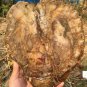 1705g COLORFUL RAINBOW FANTASTIC Madagascar Petrified Wood Round Slab Bark #DMH5