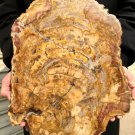 5989g COLORFUL RAINBOW FANTASTIC Madagascar Petrified Wood Round Slab Bark #DMH2