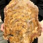 5989g COLORFUL RAINBOW FANTASTIC Madagascar Petrified Wood Round Slab Bark #DMH2