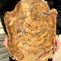 5989g COLORFUL RAINBOW FANTASTIC Madagascar Petrified Wood Round Slab Bark #DMH2