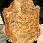5989g COLORFUL RAINBOW FANTASTIC Madagascar Petrified Wood Round Slab Bark #DMH2