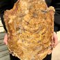 5989g COLORFUL RAINBOW FANTASTIC Madagascar Petrified Wood Round Slab Bark #DMH2