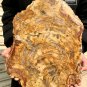 5989g COLORFUL RAINBOW FANTASTIC Madagascar Petrified Wood Round Slab Bark #DMH2