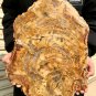 5989g COLORFUL RAINBOW FANTASTIC Madagascar Petrified Wood Round Slab Bark #DMH2