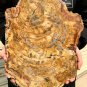 5989g COLORFUL RAINBOW FANTASTIC Madagascar Petrified Wood Round Slab Bark #DMH2