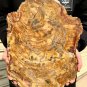 5989g COLORFUL RAINBOW FANTASTIC Madagascar Petrified Wood Round Slab Bark #DMH2