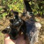 1496g Natural smoky black  quartz cluster crystal specimen healing #JQ59