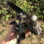 1496g Natural smoky black  quartz cluster crystal specimen healing #JQ59