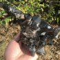 1496g Natural smoky black  quartz cluster crystal specimen healing #JQ59