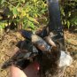 1496g Natural smoky black  quartz cluster crystal specimen healing #JQ59