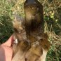 1622g Natural smoky citrine quartz cluster crystal specimen healing JQ24