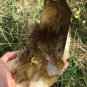 1622g Natural smoky citrine quartz cluster crystal specimen healing JQ24
