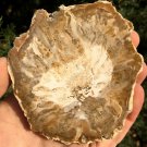 114g COLORFUL RAINBOW FANTASTIC Madagascar Petrified Wood Round Slab Bark #MHS18
