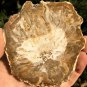 114g COLORFUL RAINBOW FANTASTIC Madagascar Petrified Wood Round Slab Bark #MHS18