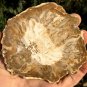 114g COLORFUL RAINBOW FANTASTIC Madagascar Petrified Wood Round Slab Bark #MHS18