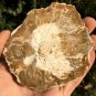 114g COLORFUL RAINBOW FANTASTIC Madagascar Petrified Wood Round Slab Bark #MHS18
