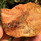 156g COLORFUL RAINBOW FANTASTIC Madagascar Petrified Wood Round Slab Bark #MHS2