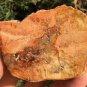 156g COLORFUL RAINBOW FANTASTIC Madagascar Petrified Wood Round Slab Bark #MHS2