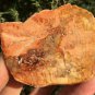 156g COLORFUL RAINBOW FANTASTIC Madagascar Petrified Wood Round Slab Bark #MHS2
