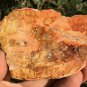 156g COLORFUL RAINBOW FANTASTIC Madagascar Petrified Wood Round Slab Bark #MHS2