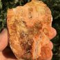 156g COLORFUL RAINBOW FANTASTIC Madagascar Petrified Wood Round Slab Bark #MHS2