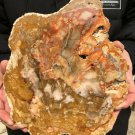 2016g COLORFUL RAINBOW FANTASTIC Madagascar Petrified Wood Round Slab Bark #DMH4